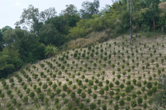 Young trees in a forest clearing.