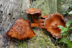 A fungal demise - death.
