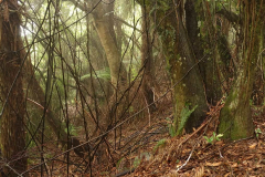 Early morning in the forest.