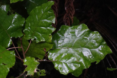 Rangiora leaves glisten after an afternoon shower.