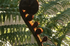 A fern frond unfolding.