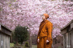 Ajahn Sudhiro shrouded in cherry blossoms.