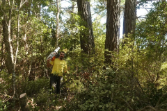 Beat working on clearing the smaller trees and undergrowth to make way for the pine tree fellers.
