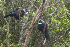 Two tuis talking.