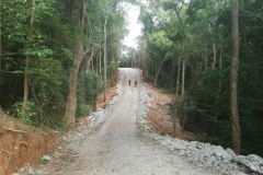 Still in the forest but the road cuts a sterile slash through the land.