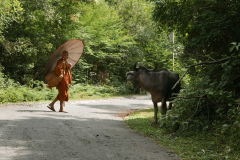 Venerable Sumangala asks directions from one of the locals. One is never sure if these fellows are domestic or wild. Best give a wide berth either way.