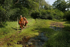 Back in the forest walking to venerable Pasadho's kuti.