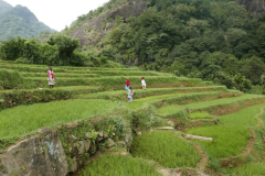 On the way to the Aranya - ladies planting rice.