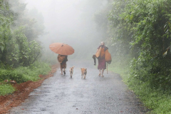 Dribble and mist and we find we have four dogs along. Where is this all going?