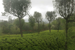 We are in tea country.