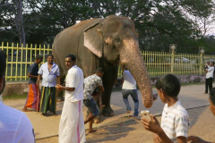 For 200 rupees you get to go under the trunk and then under the belly of the elephant. This is auspiciously lucky - so they say.