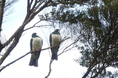 Kereru converse.