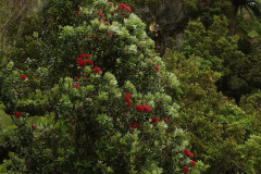 Our lone pohutukawa is finally in flower. It seems quite late this year.