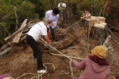Vipha Nuk and Ayya Abhisamma applying persuasive forces to a resistant tree root.