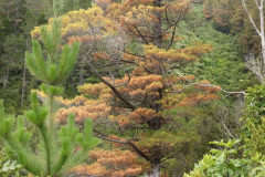 A young pine fronts its dying elder. Pine trees are being phased out.