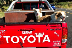Tudong: Our ride from Bulls to Turakina.