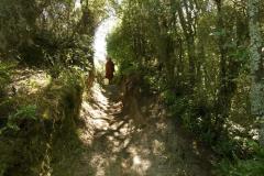 Back into the trees and thereabouts.