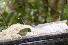 The bird feeder is a popular spot.