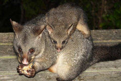 Possum.