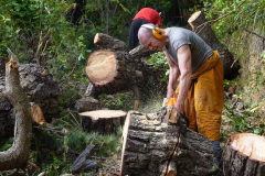 Gradually the trunk is sliced into manageable rounds.