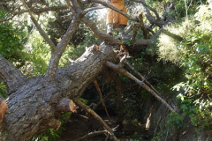 The tree fell nicely enough - just not quite on the ground.