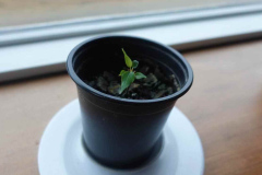 The wee bodhi tree. See the earlier photo in the winter album. The flowering of bodhi (enlightenment) is a slow - but steady - path.
