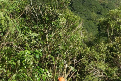 In the thick of it nearly 3 meters off the ground tree tops are thinned.