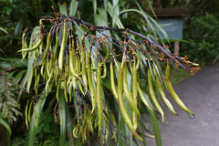 The top of the car park. Flax seed pods.
