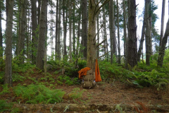 Tudong: We pitched our tents at the root of a tree.