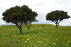 Tudong: Not quite "A host of golden daffodils... Tossing their heads in sprightly dance" but an equally delightful pasture of dandelions.