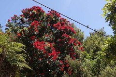 A bird on a wire outside the bhikkhu vihara.