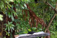 Blackbirds take turns on the feeder table.