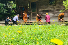 Dandelions and brooms - both blossoming.
