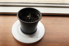 The weest bodhi tree. Lots of room for growth - bhavana.