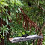 Blackbirds take turns on the feeder table.