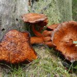 A fungal demise - death.