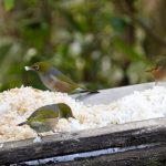 The bird feeder is a popular spot.