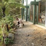 Beth working on the garden outside the monks vihara basement.
