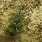 A small manuka hangs on the cliff face outside the bhikkhu vihara. Nature is tenacious.