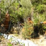 Ajahn Sudhiro leads the team in pulling a log down the hill to form a part of the track up to Ajahn Kusalos kuti.