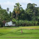 Rice bananas coconuts trees and sky. It looks idylic.
