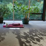 Our lustrous Bodhi tree shadowed across the carpet.