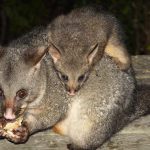 Possum.