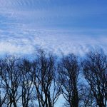 A winter sky over leafless trees.