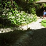 The back of the dhamma hall in blossom.