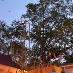 Jaya Sri Maha Bodhi in the Mahamewna Gardens Anuradhapura. Planted in 288BC.