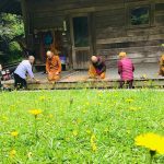 Dandelions and brooms - both blossoming.