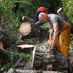 Gradually the trunk is sliced into manageable rounds.