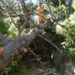The tree fell nicely enough - just not quite on the ground.