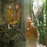 "These are the roots of trees they are empty places. Meditate do not be negligent or else you will regret it later." SN 47.10